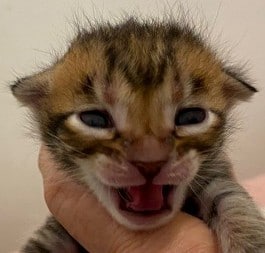 Tiny Roar